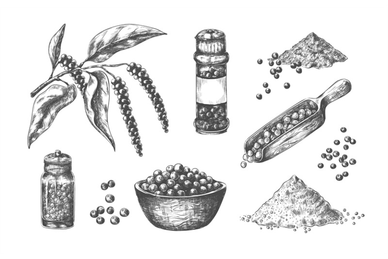 hand-drawn-pepper-kitchen-seasoning-realistic-sketch-whole-or-ground