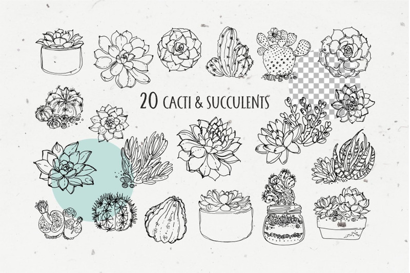 succulents-and-cacti-vector-line