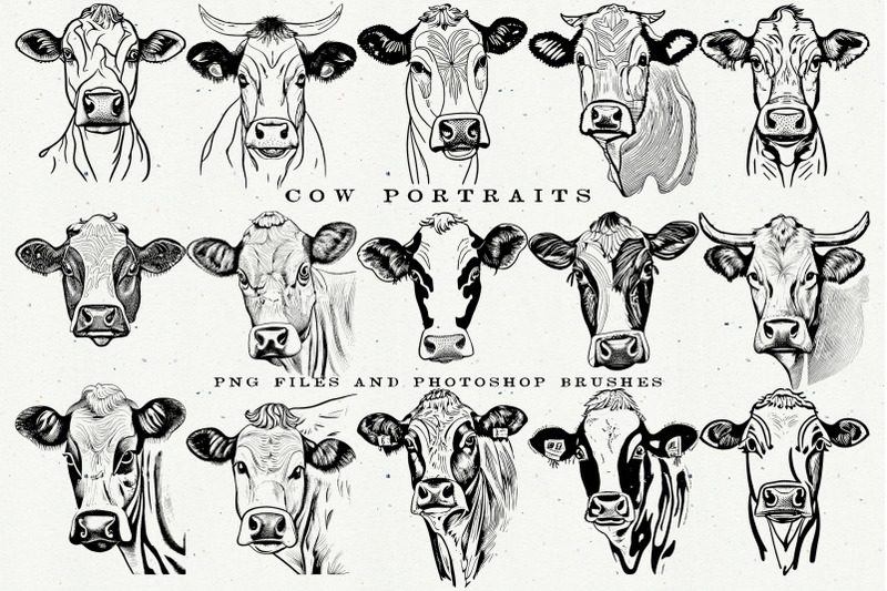 cow-portraits