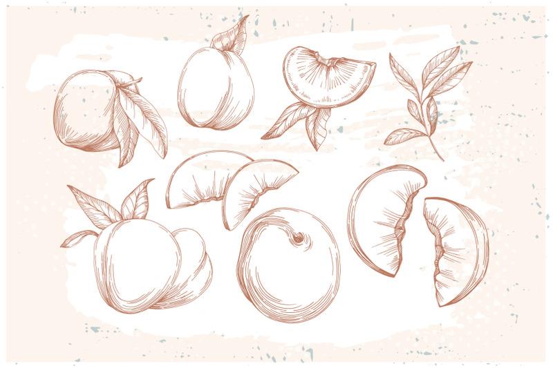 peach-sketch-illustration