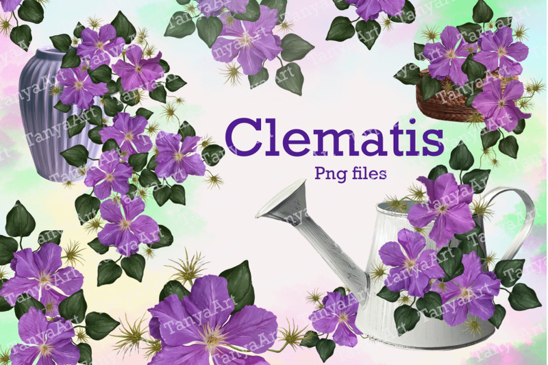 clematis-lomonos