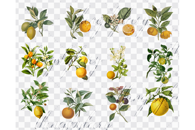 12-vintage-citrus-lime-lemon-orange-ephemera-png-images