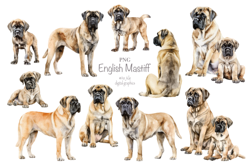 english-mastiff-dogs-clipart-png