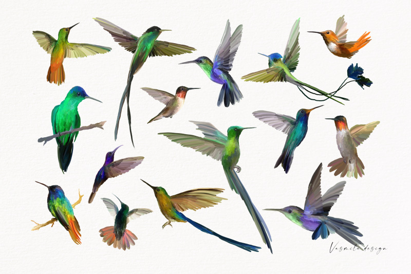 hummingbird-hand-drawn-clipart-png