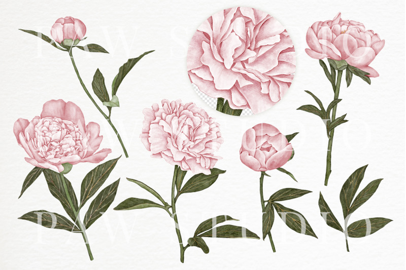 peony-watercolor-clipart-floral-seamless-pattern-pink-flowers-clipar