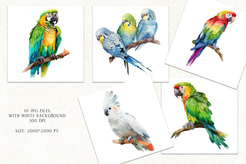 watercolor-tropical-parrots-png-tropical-birds-clipart