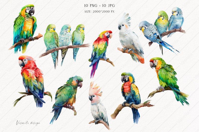 watercolor-tropical-parrots-png-tropical-birds-clipart