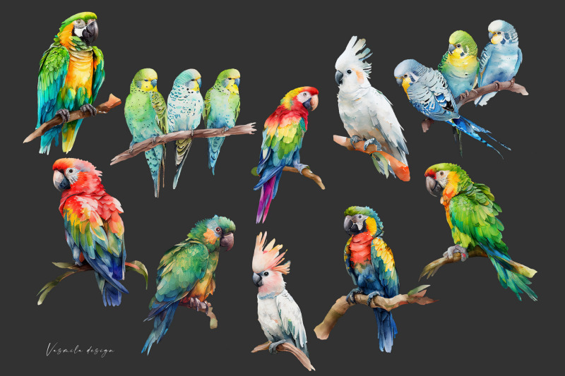 watercolor-tropical-parrots-png-tropical-birds-clipart