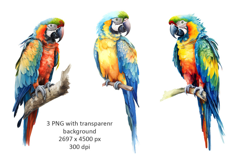 macaw-parrots-watercolor-illustrations