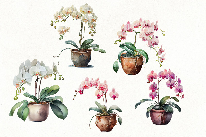 watercolor-orchid-flowers-clipart