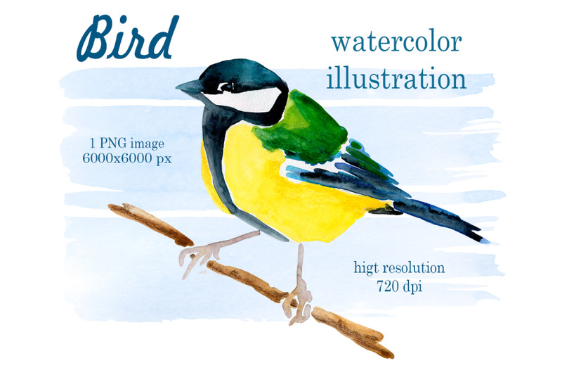 watercolor-drawing-of-a-bird