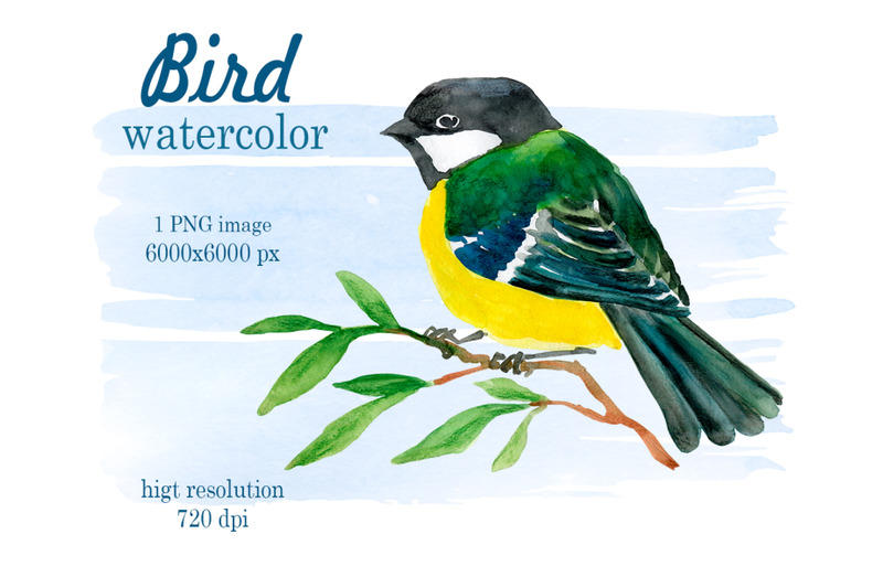 watercolor-drawing-of-a-bird