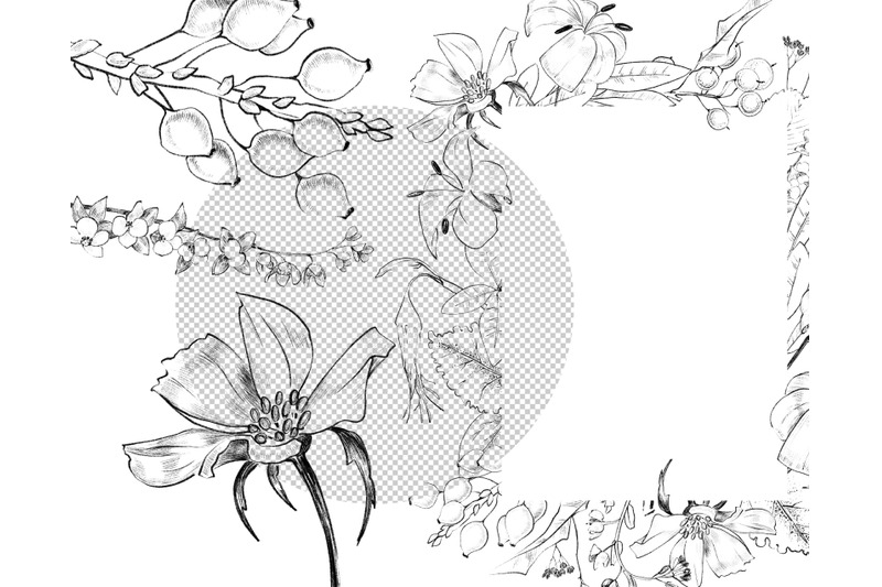 minimalist-botanical-flower-frames-floral-elements-sketched-line-art