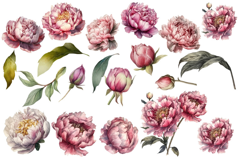 peony-botanical-floral-collection