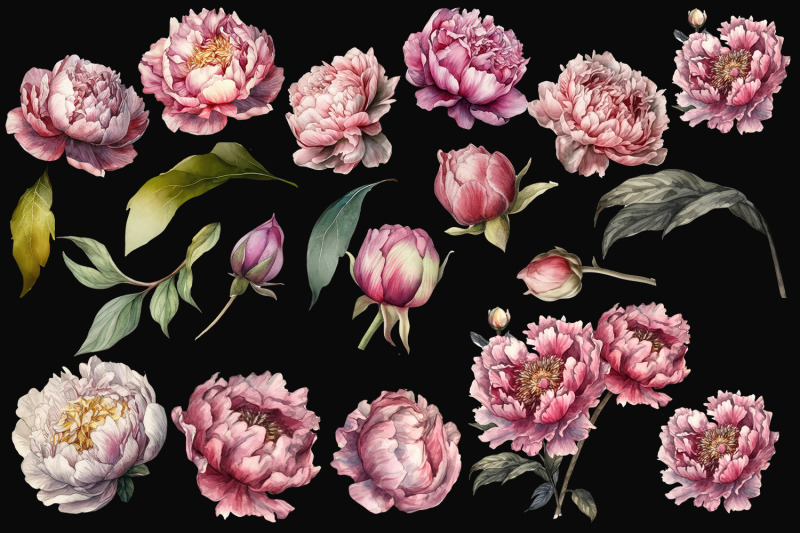 peony-botanical-floral-collection