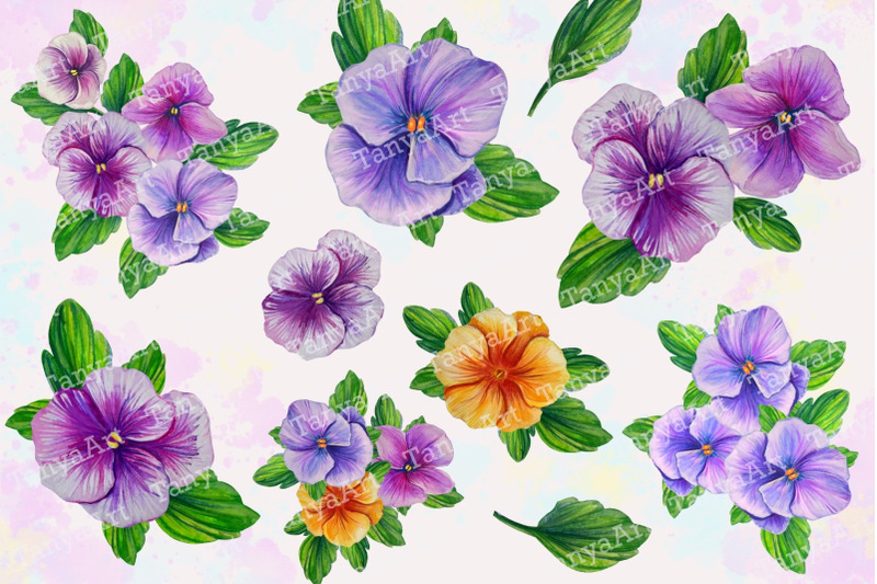 pansies-flowers