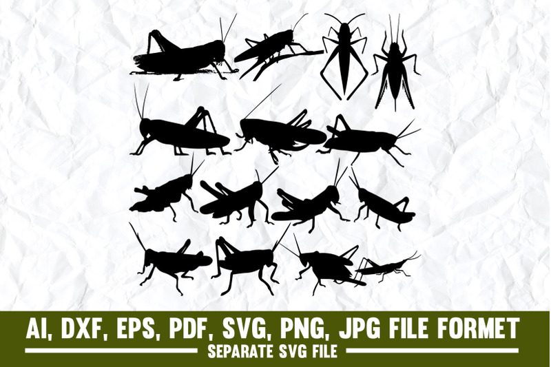 locust-grasshopper-white-background-brown-cut-out-animal-animal
