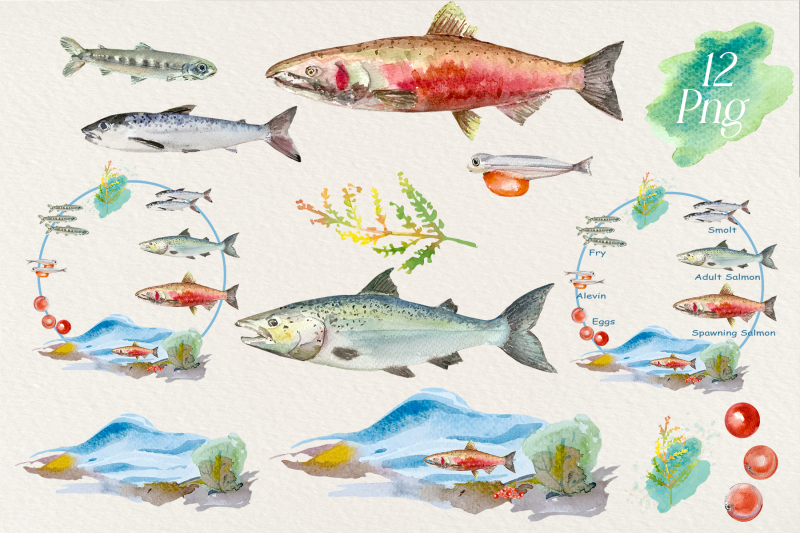 watercolor-salmon-life-cycle-and-clip-arts