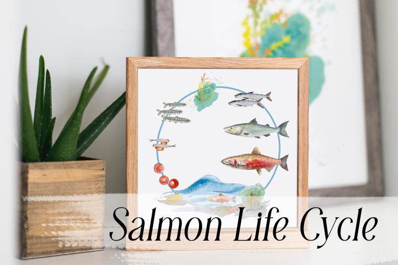 watercolor-salmon-life-cycle-and-clip-arts
