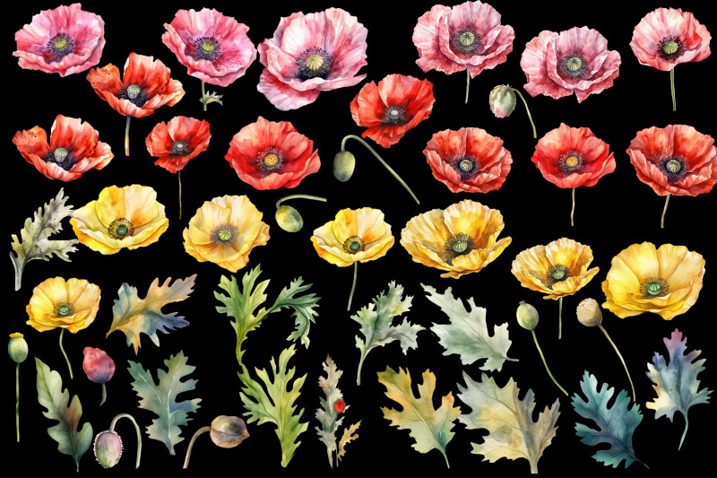 poppy-clipart-watercolor-floral-clipart