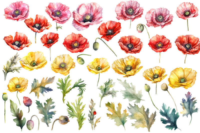 poppy-clipart-watercolor-floral-clipart