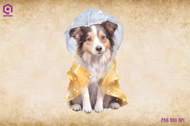 border-collie-dog-wearing-raincost