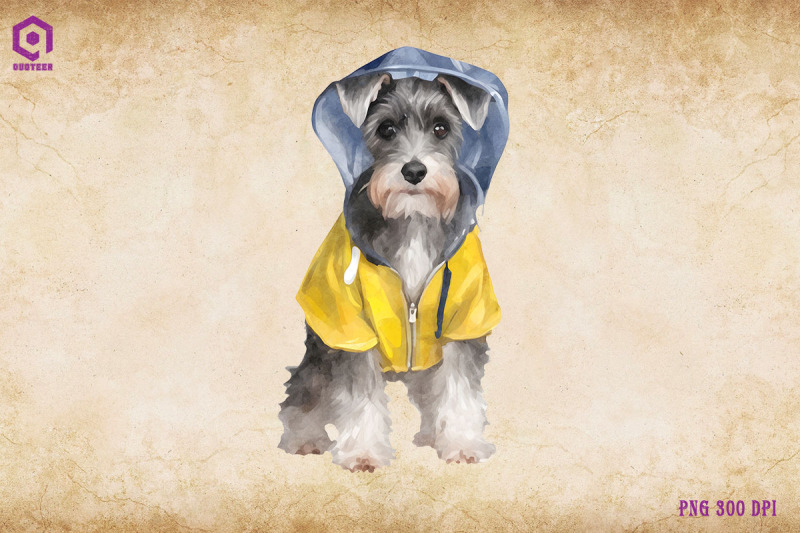 miniature-schnauzer-dog-wearing-raincost