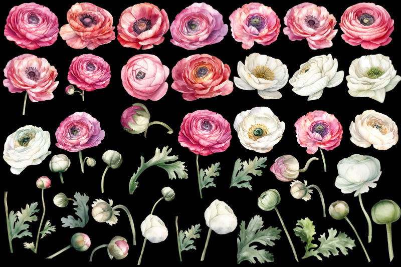ranunculus-clipart-watercolor-floral-clipart