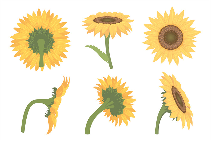 sunflowers-cartoon-botanical-illustrations-of-yellow-beautiful-flower