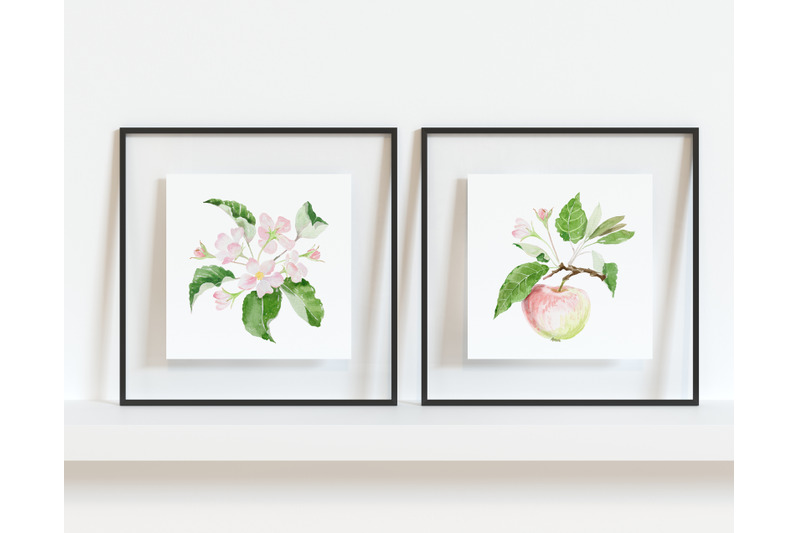 pink-and-white-watercolor-apple-tree-flower-apple-blossom-clipart