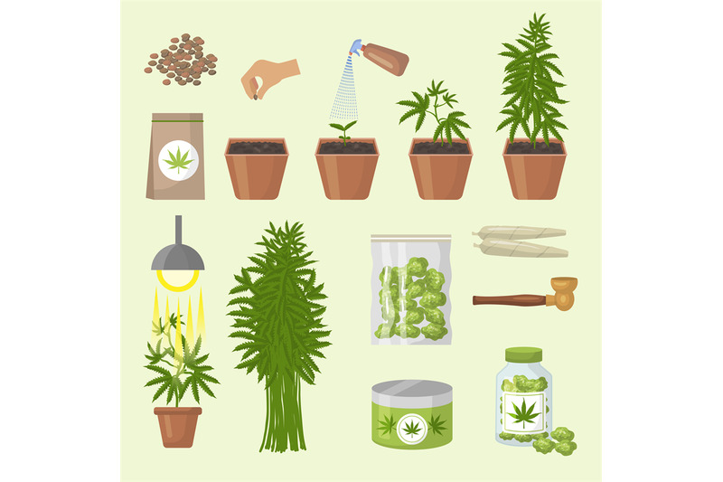 cannabis-industrial-production-botanical-healthy-marijuana-planting-p