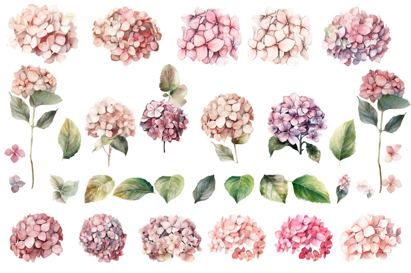 hydrangea-clipart-watercolor-floral-clipart