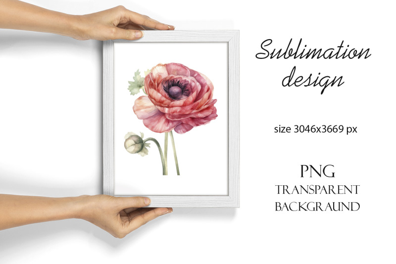 sublimation-design-pink-ranunculus-flowers-png-file