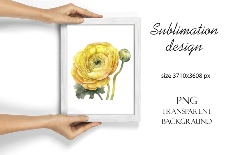 sublimation-design-yellow-ranunculus-flowers-png-file