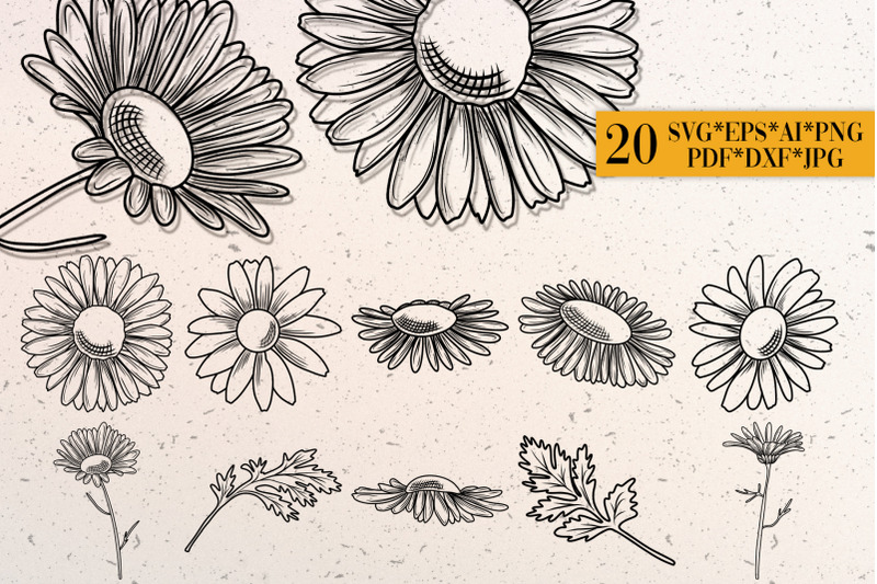 daisy-svg-png-eps