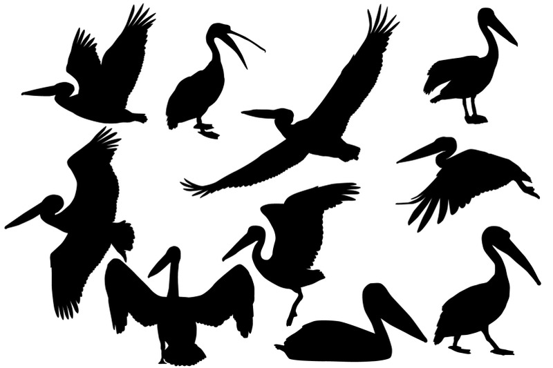 pelican-silhouette