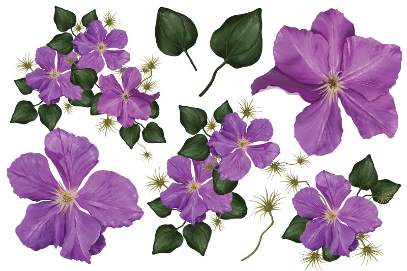 clematis-set