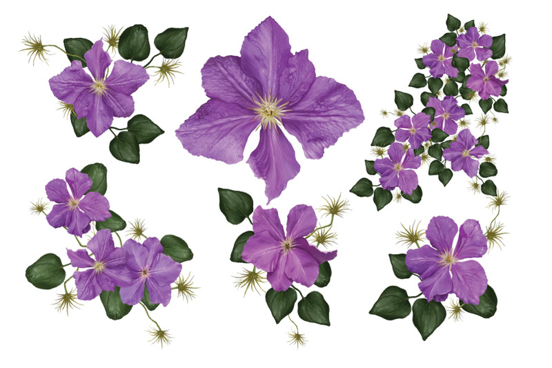 clematis-set