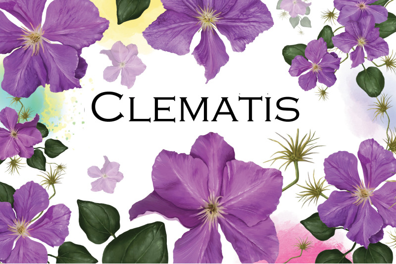 clematis-set