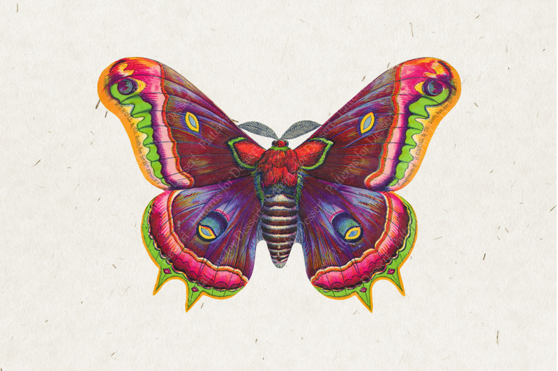 vintage-victorian-moth-clipart