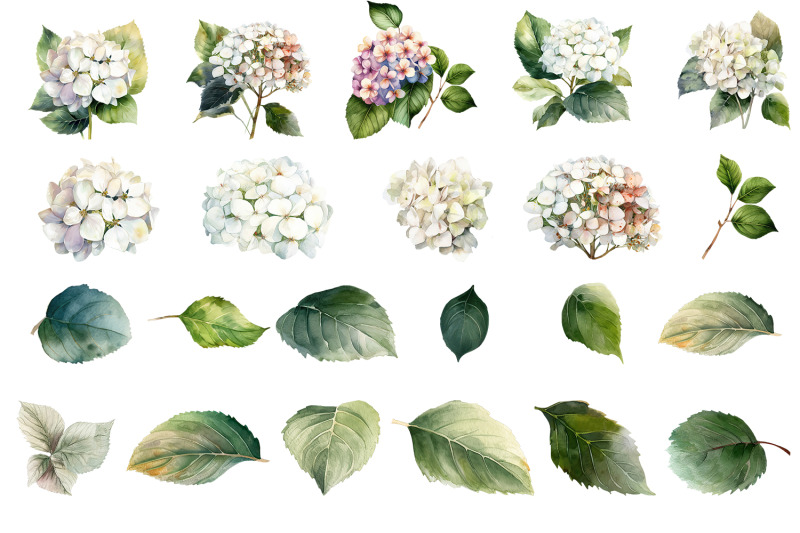 hydrangea-clipart-blue-watercolor-flowers