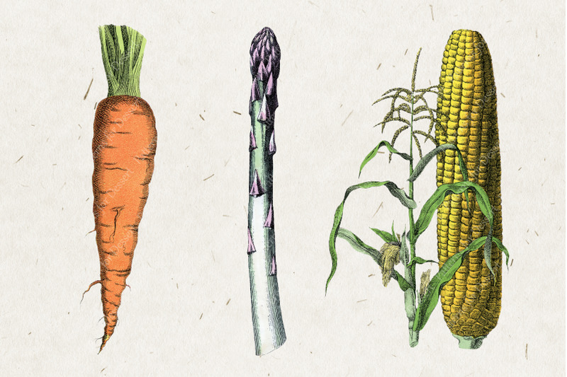 vintage-vegetable-collection