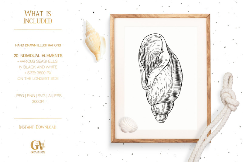seashell-treasures-illustrations