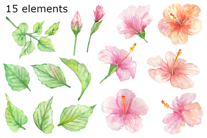 hibiscus-watercolor-flower-clipart-tropical