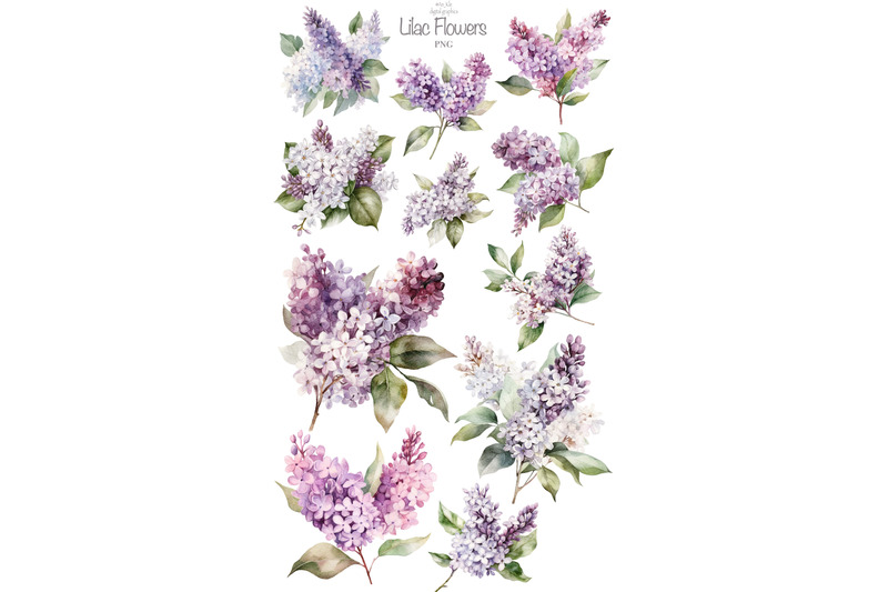 lilac-flowers-watercolor-clipart