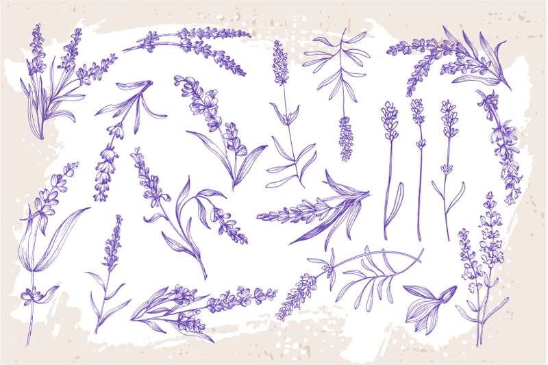 lavender-sketch-illustration