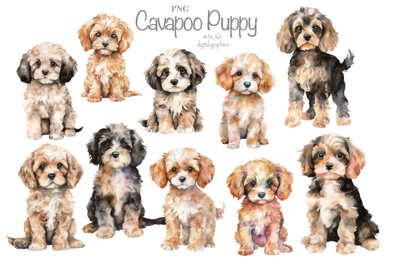 cavapoo-puppies-clipart