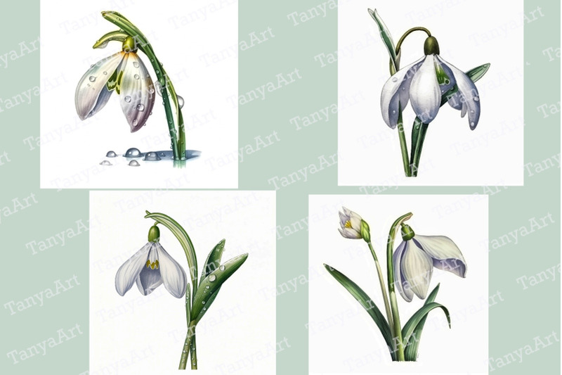 snowdrops