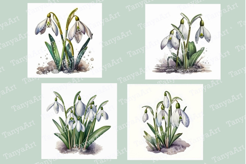 snowdrops