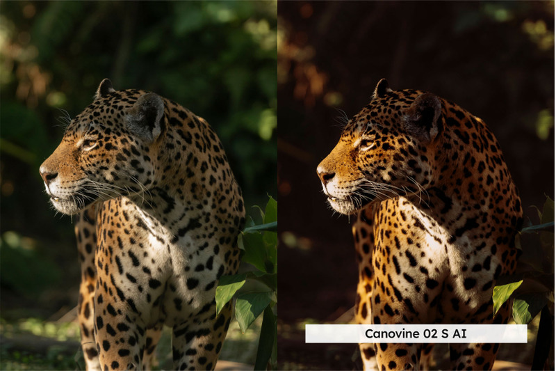 amazonia-lightroom-presets-and-luts